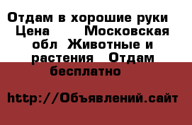 Отдам в хорошие руки › Цена ­ 0 - Московская обл. Животные и растения » Отдам бесплатно   